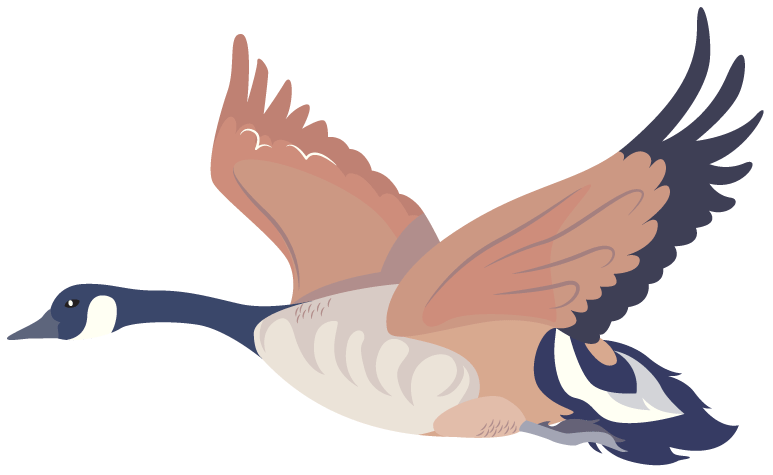 canada goose flying with wings expanded